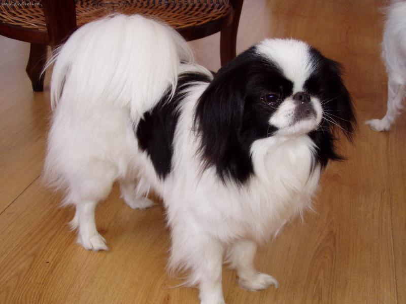 Foto: Maia od Mojsk�ho lesa