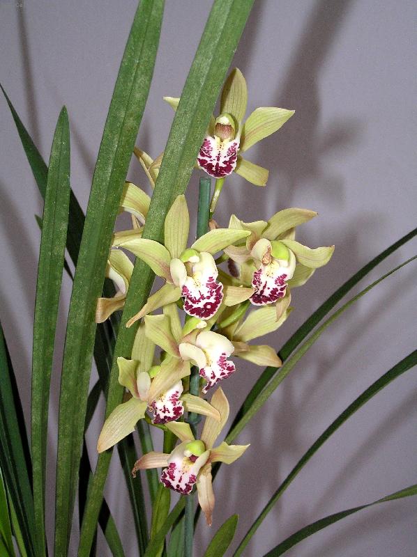 Foto: Cymbidium