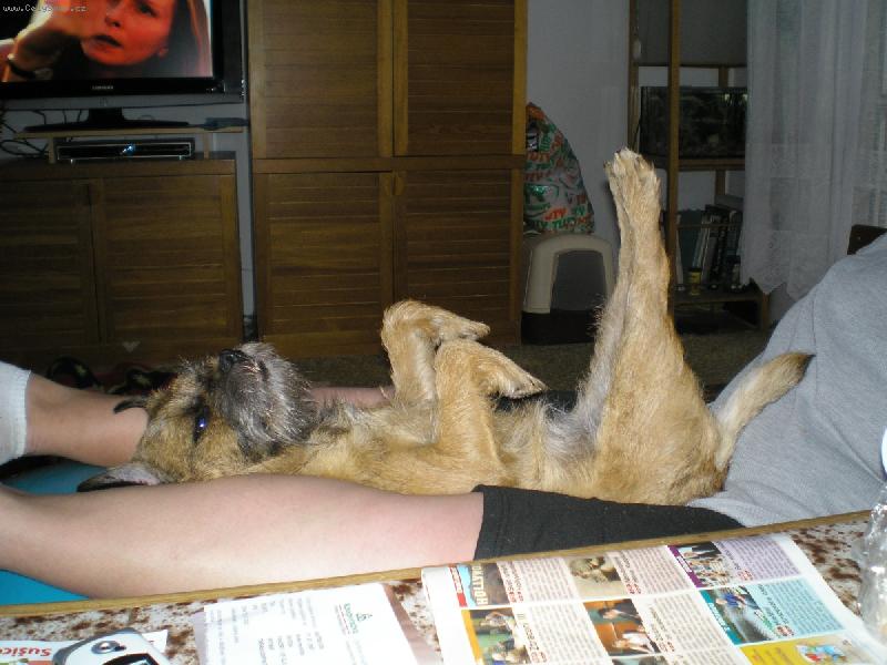 Foto: K��a a j�ga-K��a cvi�� j�gu