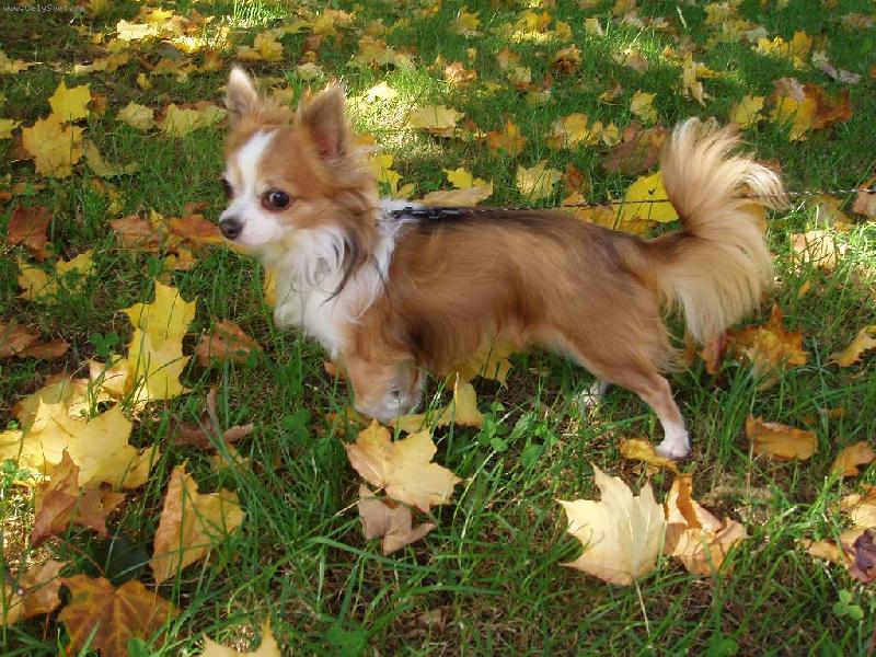 Foto: Prvn� podzimn� den-Kry�tofek