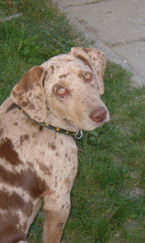 Foto: Altea araraguara