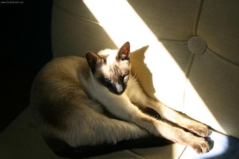 Foto: Ka�tan na sv� obl�ben�m slune�n�m m�st�