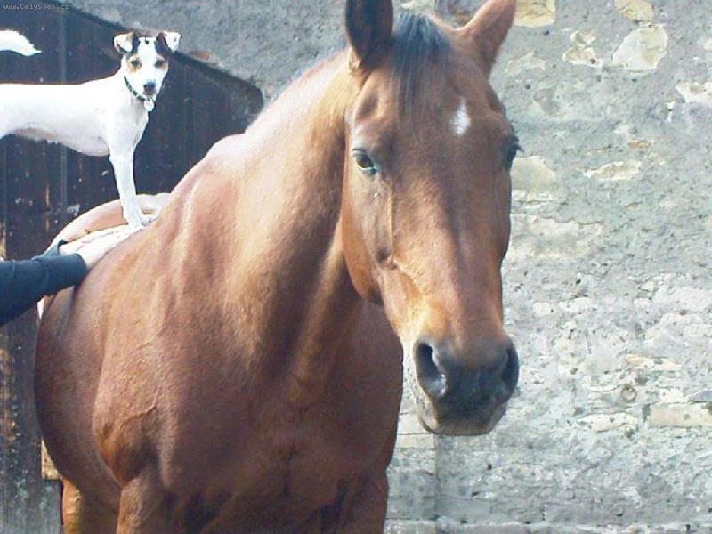 Foto: Na kon�kovi
