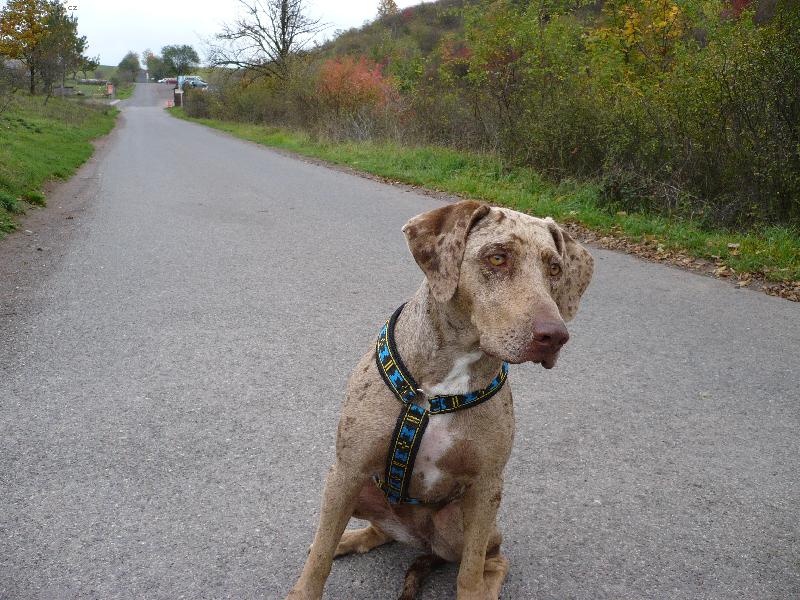 Foto: Altea Araraquara
