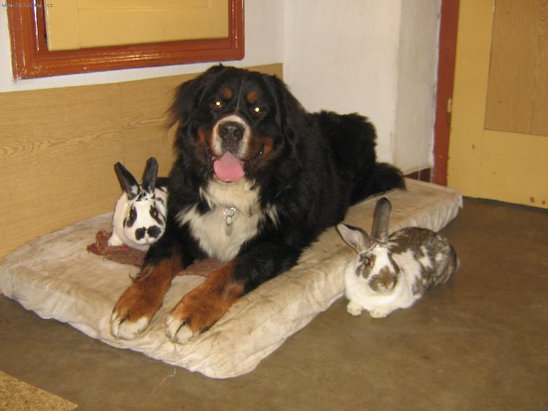 Foto: spr�vn� trojka-Brit s kr�l��kama Flek� a Samantou