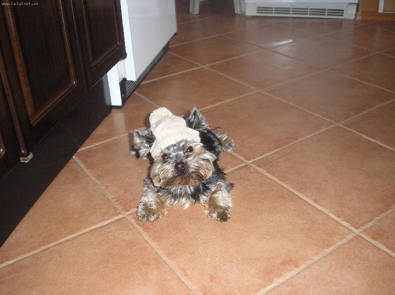 Foto: zima se bl�i