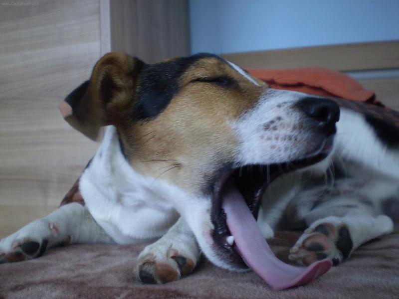 Foto: Bub�k po r�nu