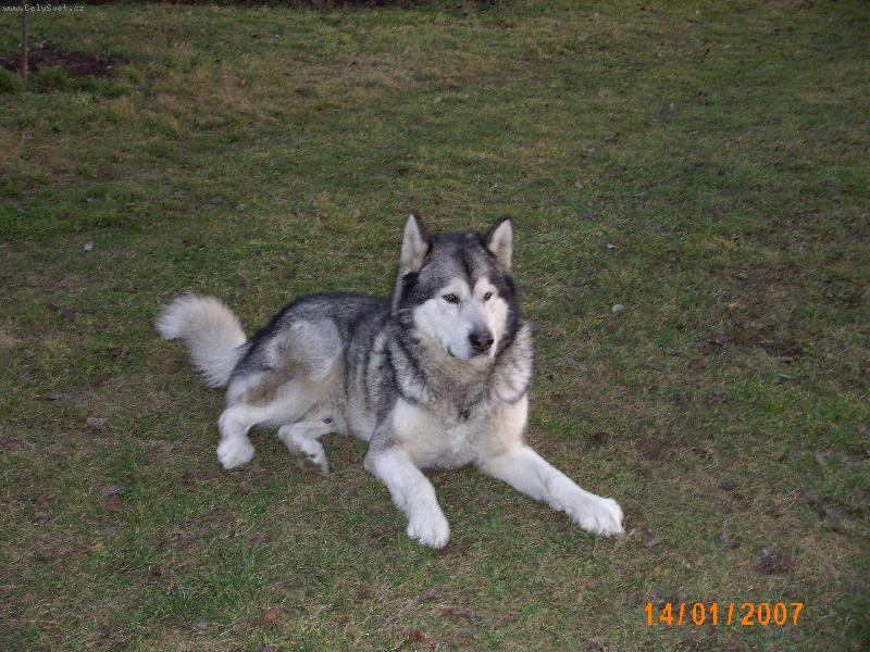 Foto: P��tel a kamar�d