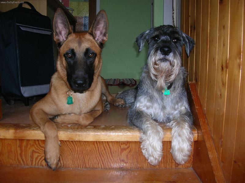 Foto: moji mil���-Zenda s Ronem