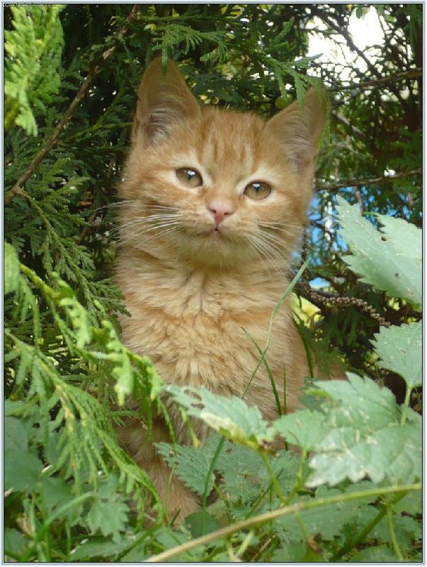 Foto: v kop�ivon�ch