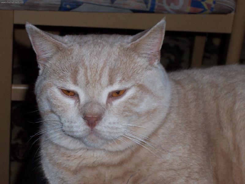 Foto: Garfield-n� drobe�ek 9,2 kg