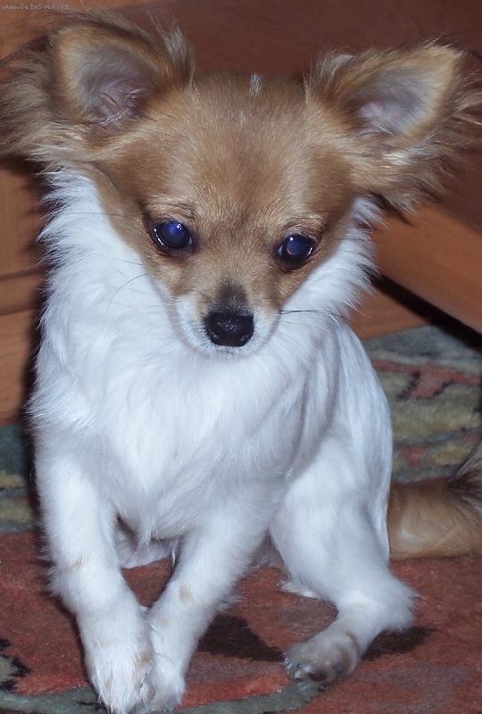 Foto: JCh. Zinna di Branco Piccolo