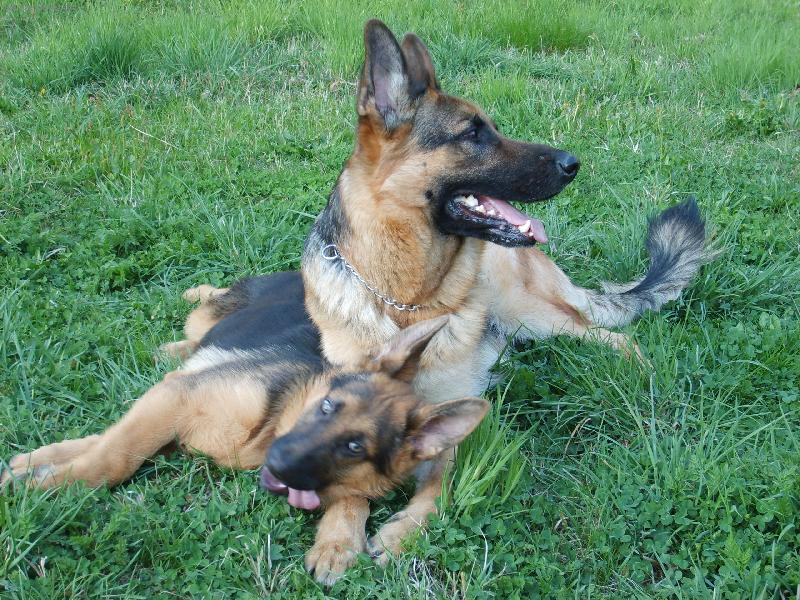 Foto: �ip�k a Sam�k