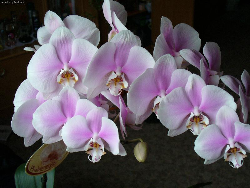 Foto: orchidej