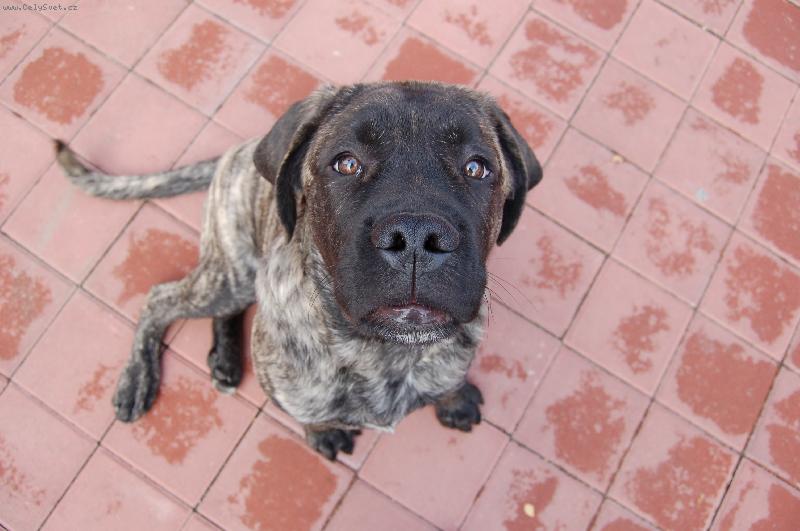 Foto: Na co koukas Borisku?