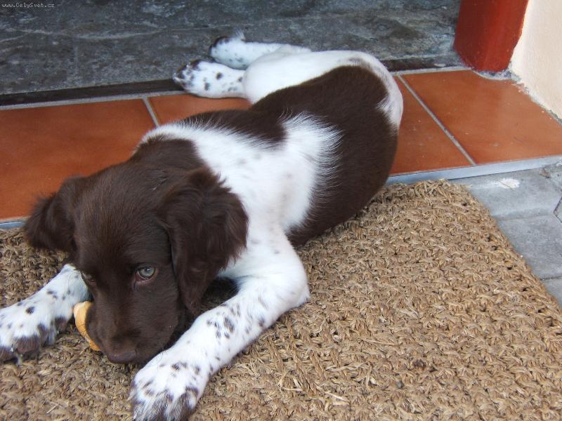 Foto: Mal� m�nsterlandsk� oha�