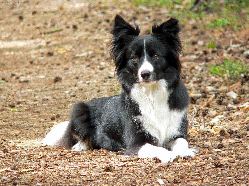 Foto: Borgia Corrie Mintaka