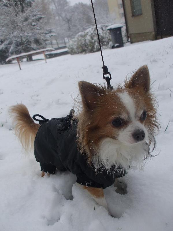 Foto: Kry�tofek ve sn�hu