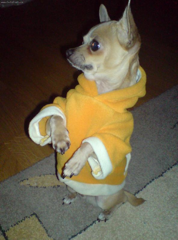 Foto: Jerry-p�ipraven na vych�zku