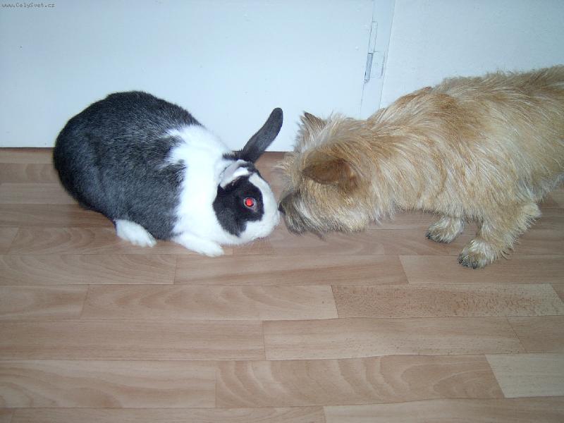 Foto: Hra�ka-Kern v polici