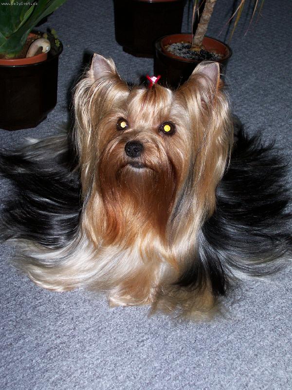 Foto: Bessy-www.jork-bessy.estranky.cz