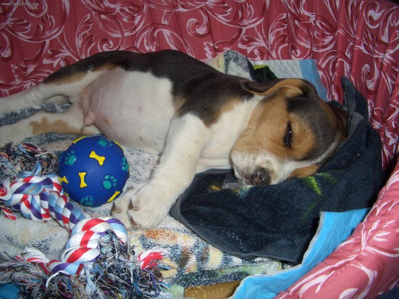 Foto: Bil��ek-b�gl