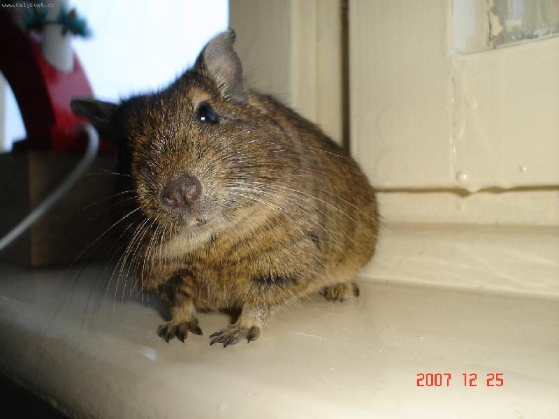 Foto: osm��ek Ferda-KUK