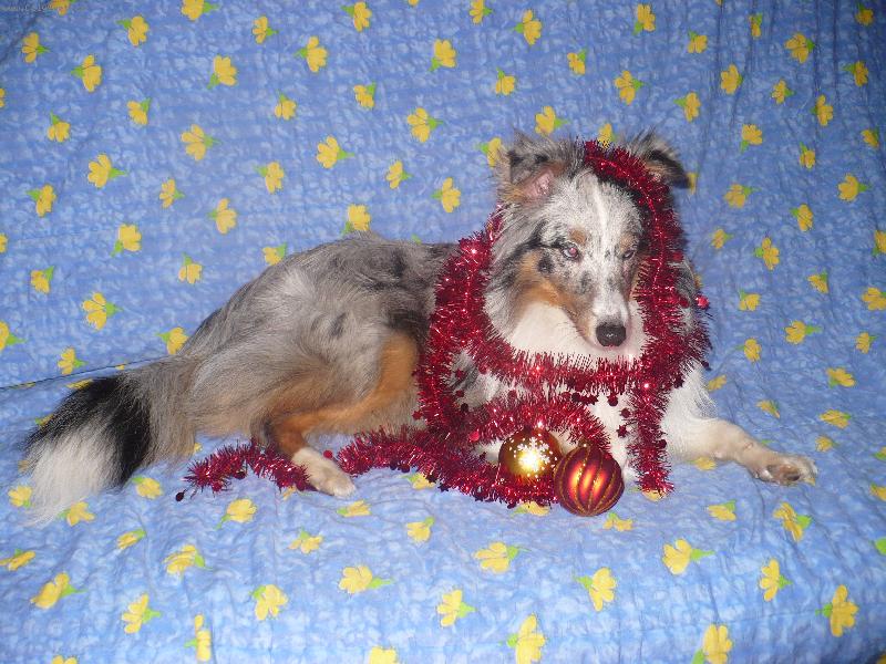 Foto: V�noce,v�noce p�ich�zej�...