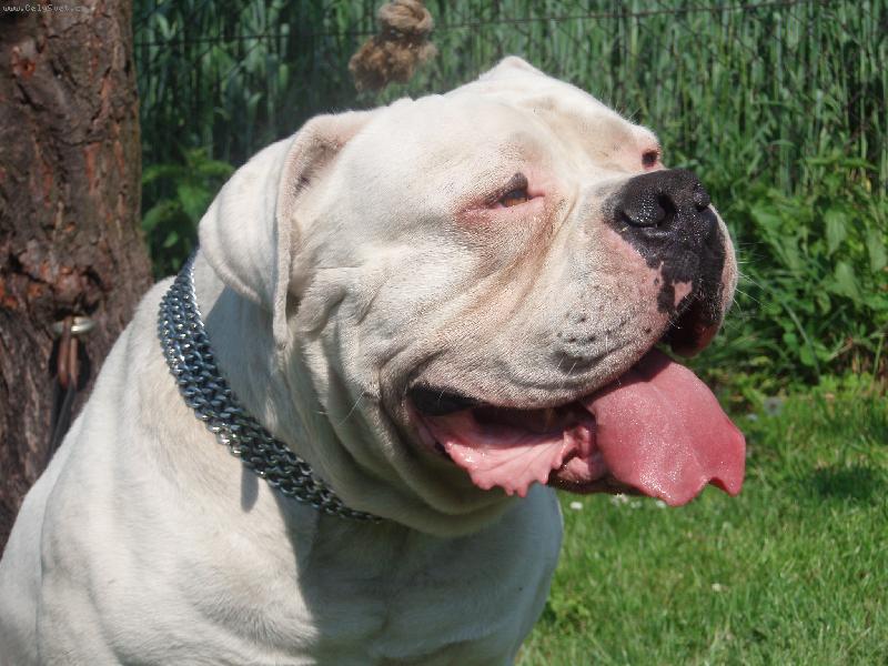 Foto: Jasir Igor - St��brn� Madonna-Grand (S) Kennel - bulldog�s