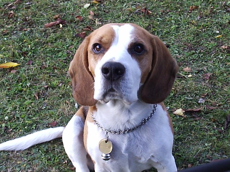 Foto: Mazl��ek-Dasti�ek