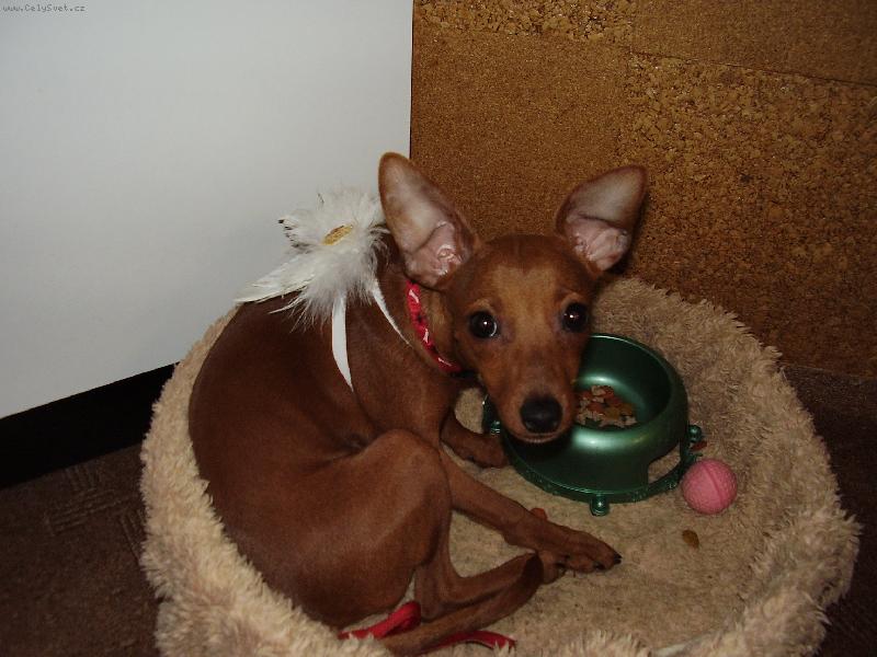 Foto: Niky alias and�l��ek..:D-Niky jako and�l��ek s ��blem v t�l��ku..:D