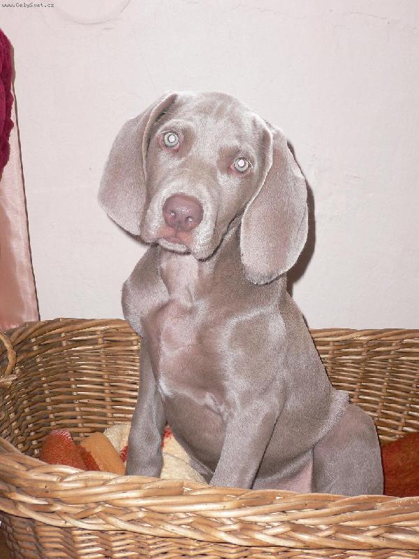 Foto: je�t� se do ko��ku vejdu