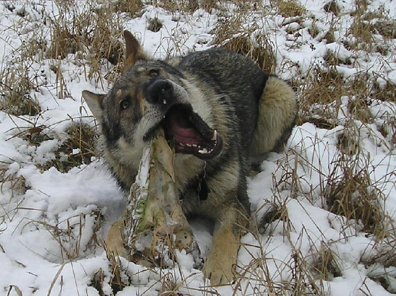 Foto: Amatty Wolf-Amatty Wolf