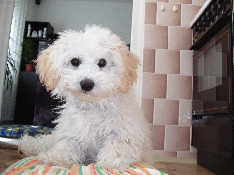 Foto: krásný bišonek-Peginka