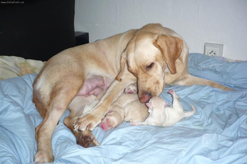 Foto: B�ra a jej� holky-staroslivost