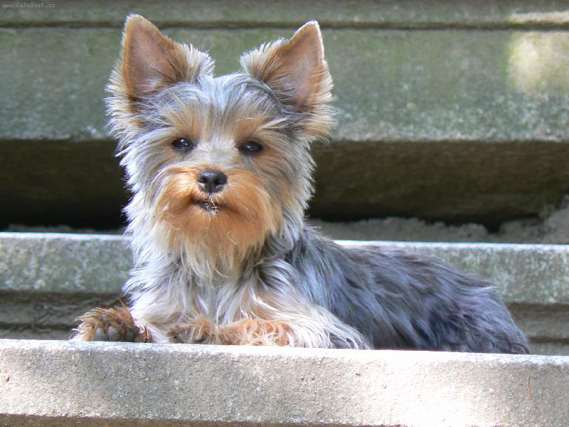 Foto: nase zlati-mliacek