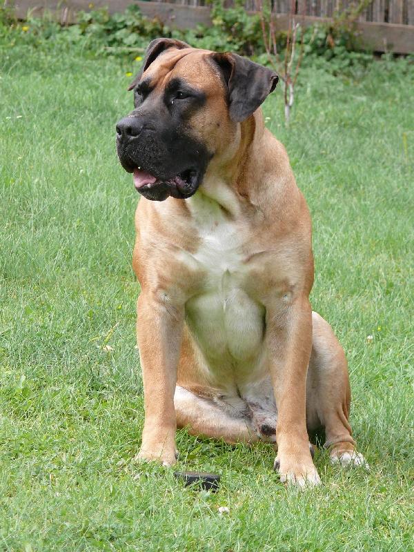 Foto: Bur�sek-B�rsk� buldok