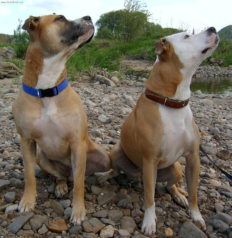 Foto: Ares  a  Ag�ta-br�cha se s�grou