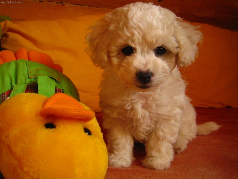 Foto: Misha ze srubu