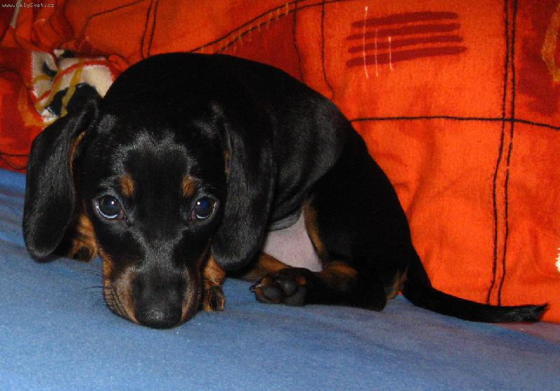 Foto: Mal� pr�zkumn�k