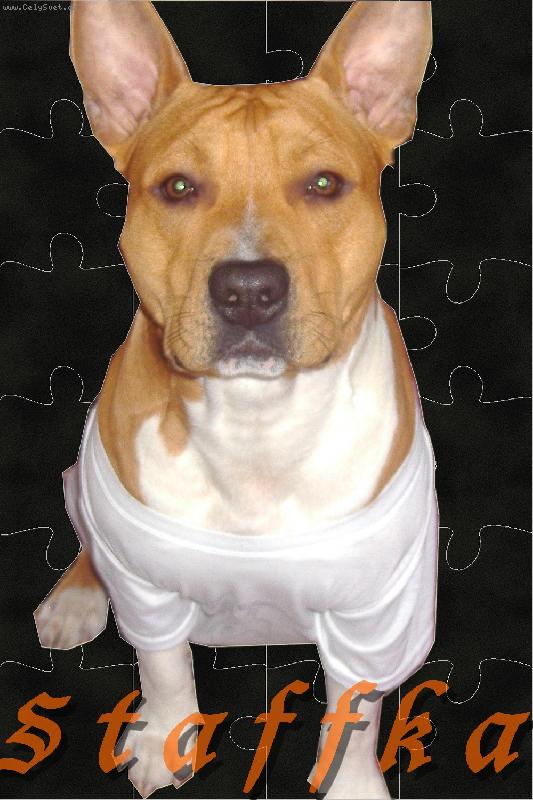 Foto: M�j Aron-najnajnaj pes...