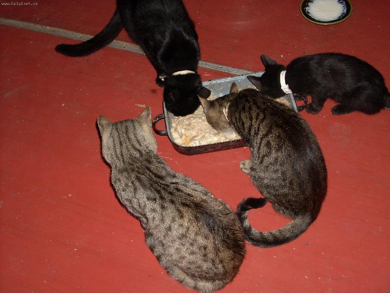 Foto: ko���� sme�ka-u sn�dan�