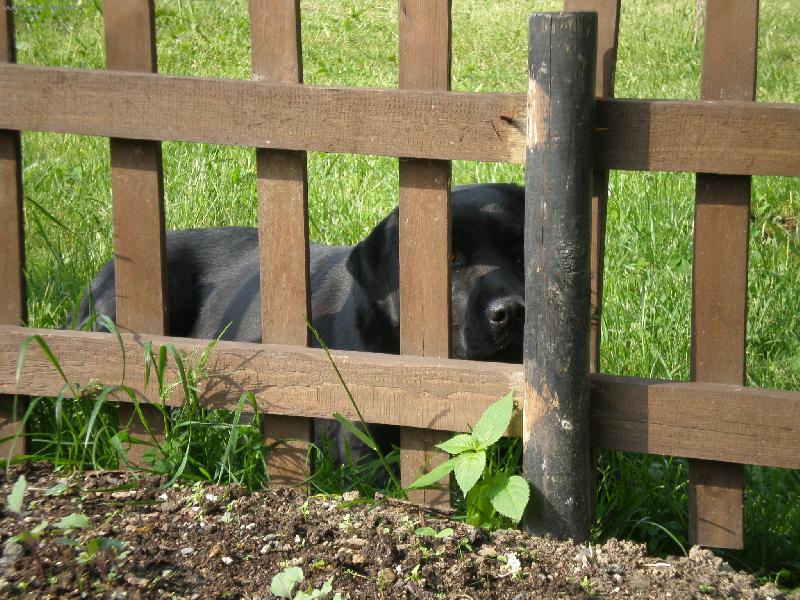 Foto: Pejsek Barunka-Hlavn� nen�padn�..:-)