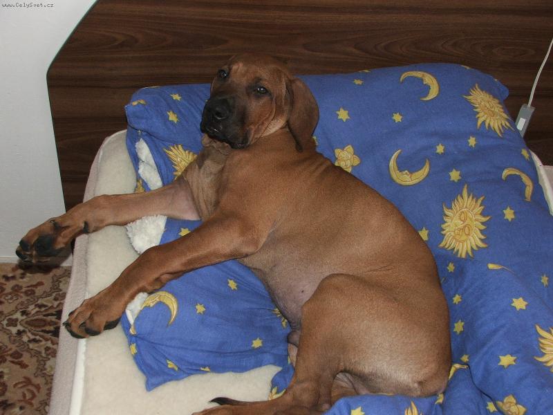 Foto: Ospalec Rubby.