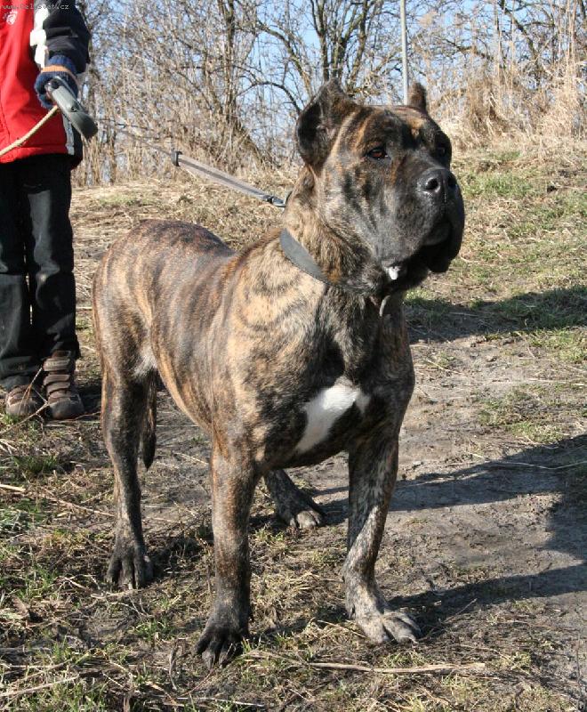 Foto: Cora de Preasa Yayfe-www.dogo-dogo.pl