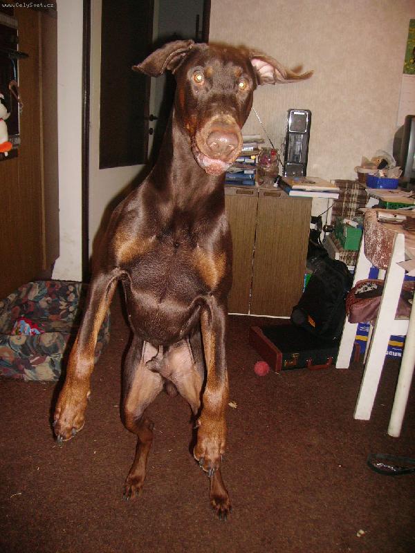 Foto: u��m se l�tat-talent na l�t�n�