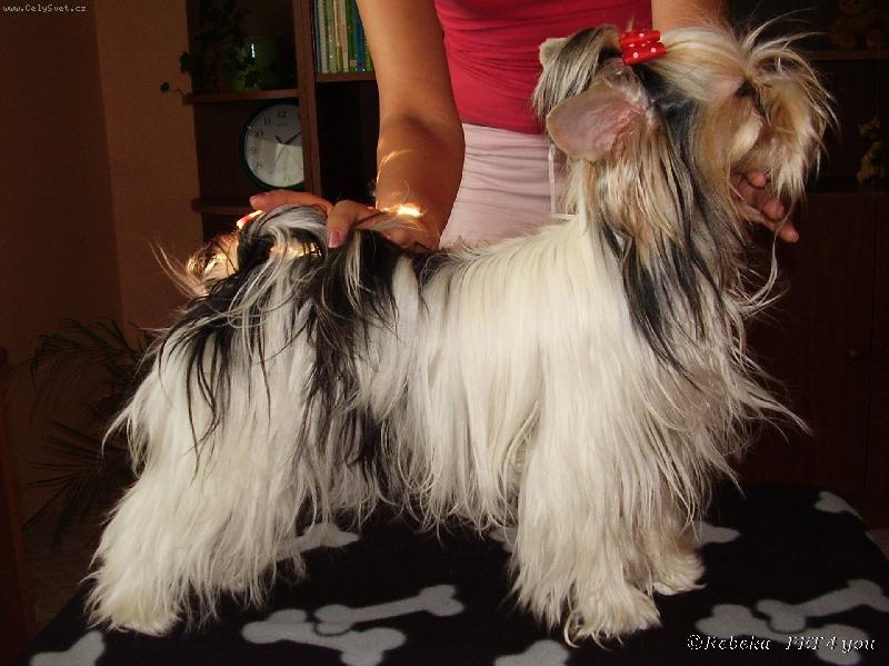 Foto: Snoopy Frajer-u Jan�i