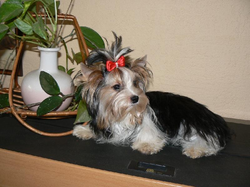Foto: www.york-biewer-terier.cz-na�e poklady