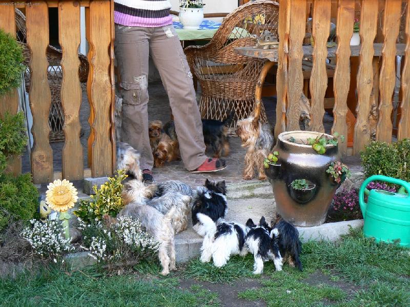 Foto: www.york-biewer-terier.cz-strakat� vet�elci