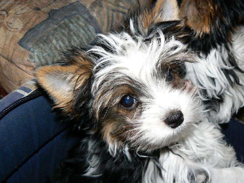 Foto: www.york-biewer-terier.cz-na�e poklady